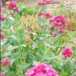 Punto Orgánico se viste de colores