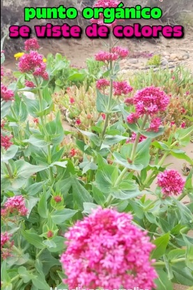 Punto Orgánico se viste de colores