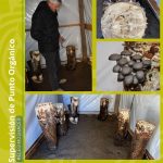 Producción de Gírgolas en Punto Orgánico