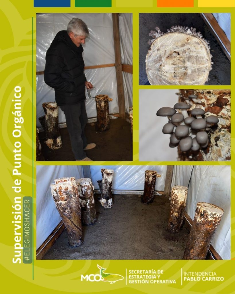 Producción de Gírgolas en Punto Orgánico