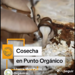 Cosecha de gírgolas en Punto Orgánico