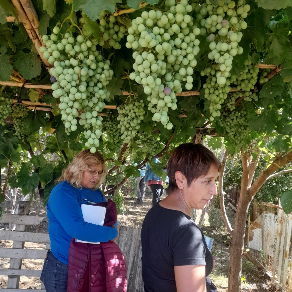 Enólogos de Esquel evaluaron la producción de uva en Caleta Olivia