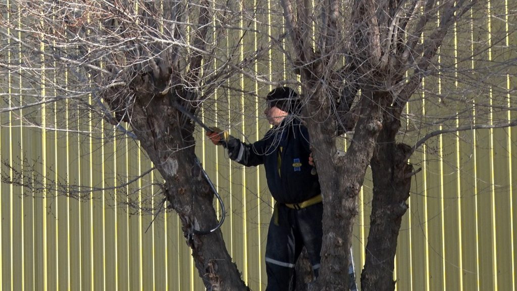 Continúan los trabajos de poda para preservar el arbolado urbano