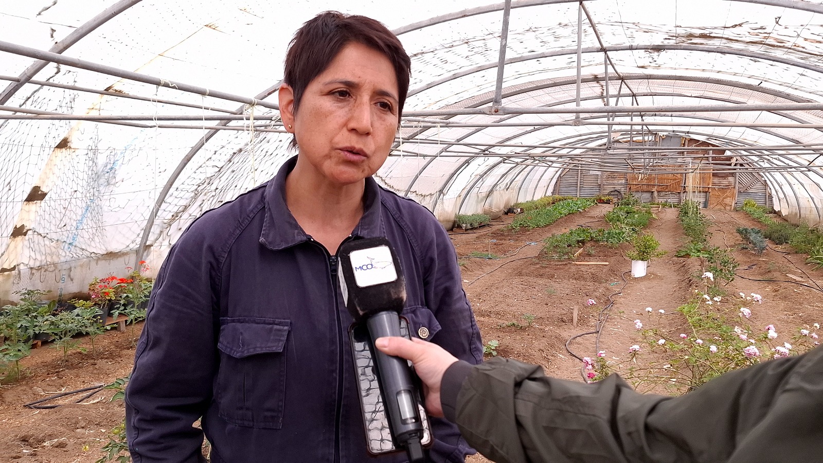 Este sábado desde Punto Orgánico se presentará “La Huella del Vino Caleta Olivia”