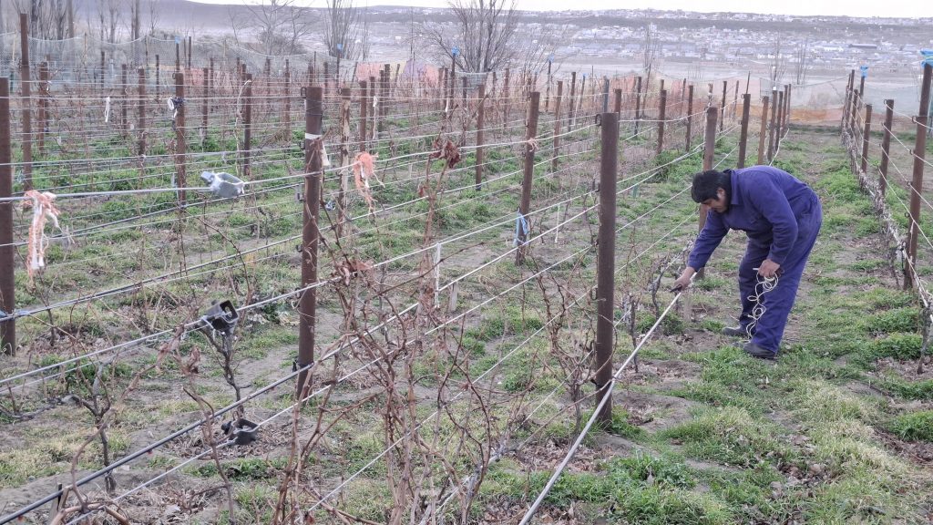 Iniciaron los trabajos de poda en el viñedo de Punto Orgánico