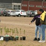 Colocarán más de 150 pinos en distintos espacios públicos de la ciudad