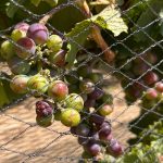 Punto Orgánico realizará la presentación del vino artesanal Mar y Viento