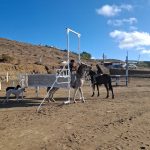 Caleta Olivia se prepara para una gran fiesta criolla