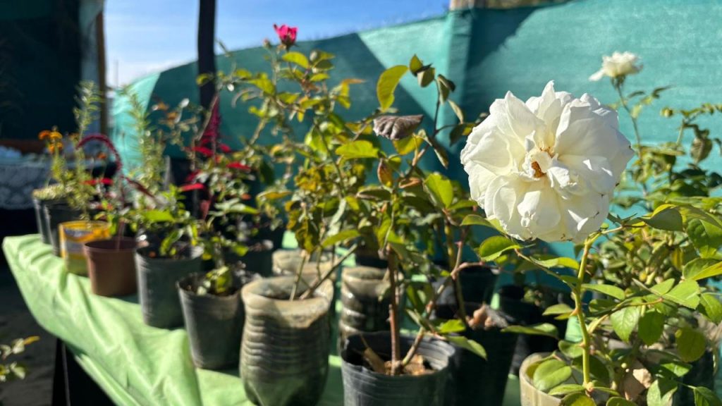 La Chacra Municipal “Punto Orgánico” realizó el primer Paseo Verde con productores locales