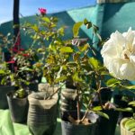 La Chacra Municipal “Punto Orgánico” realizó el primer Paseo Verde con productores locales