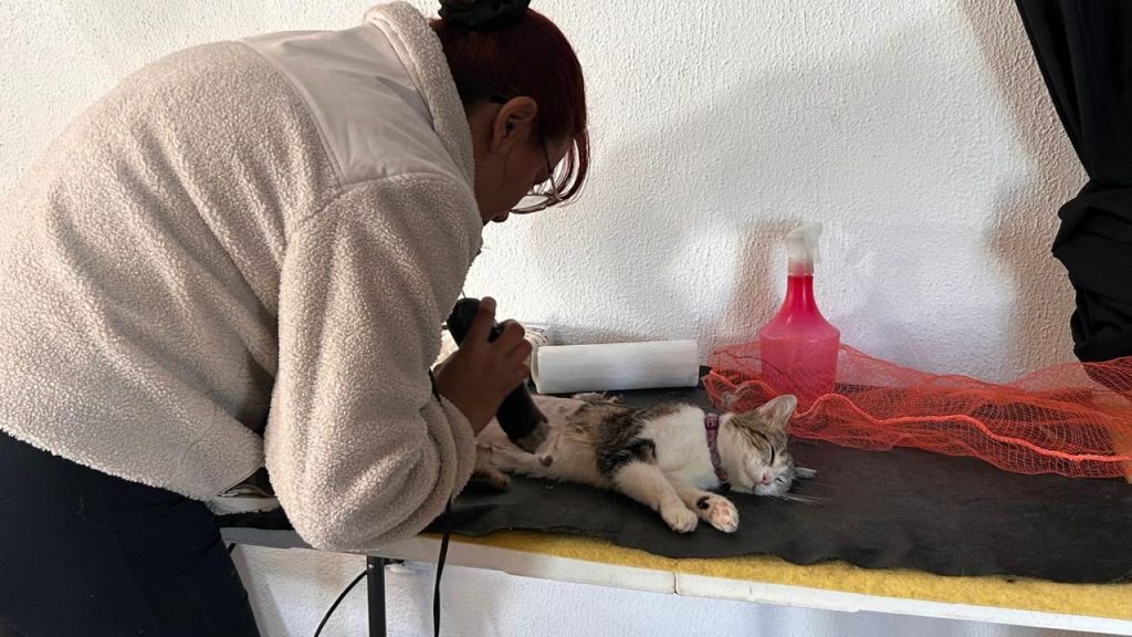 Nueva modalidad de atención para el servicio de castraciones