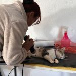 Nueva modalidad de atención para el servicio de castraciones