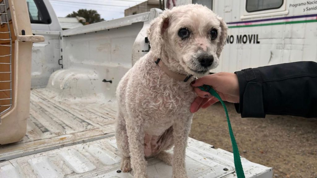 Expo Animal: vacunación, adopciones y servicios gratuitos en el CIC 17 de Octubre