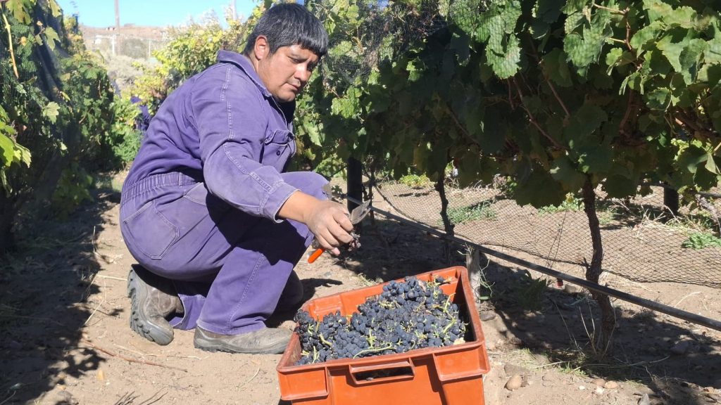 Caleta Olivia dio inicio a la “Vendimia 2026” en Chacra Municipal Punto Orgánico
