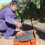 Caleta Olivia dio inicio a la “Vendimia 2026” en Chacra Municipal Punto Orgánico