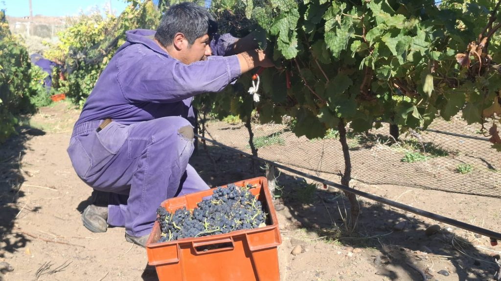 “La Vendimia 2026” continuó con degustaciones, emprendedores y espectáculos artísticos