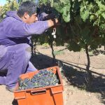 “La Vendimia 2026” continuó con degustaciones, emprendedores y espectáculos artísticos