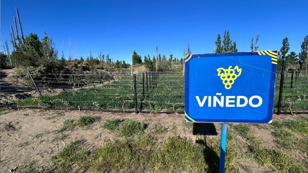 Punto Orgánico avanza con la instalación de un nuevo sistema de riego para su viñedo
